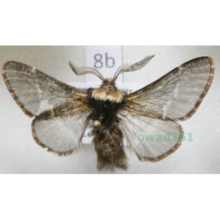 Poecilocampa populi (Linnaeus, 1758) male Czech8b